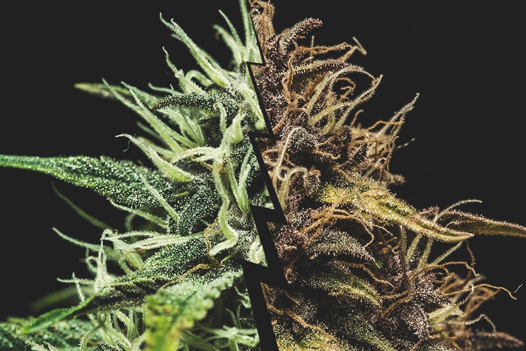 How to find Cannabis is ready for harvest based on Trichome ripeness?
