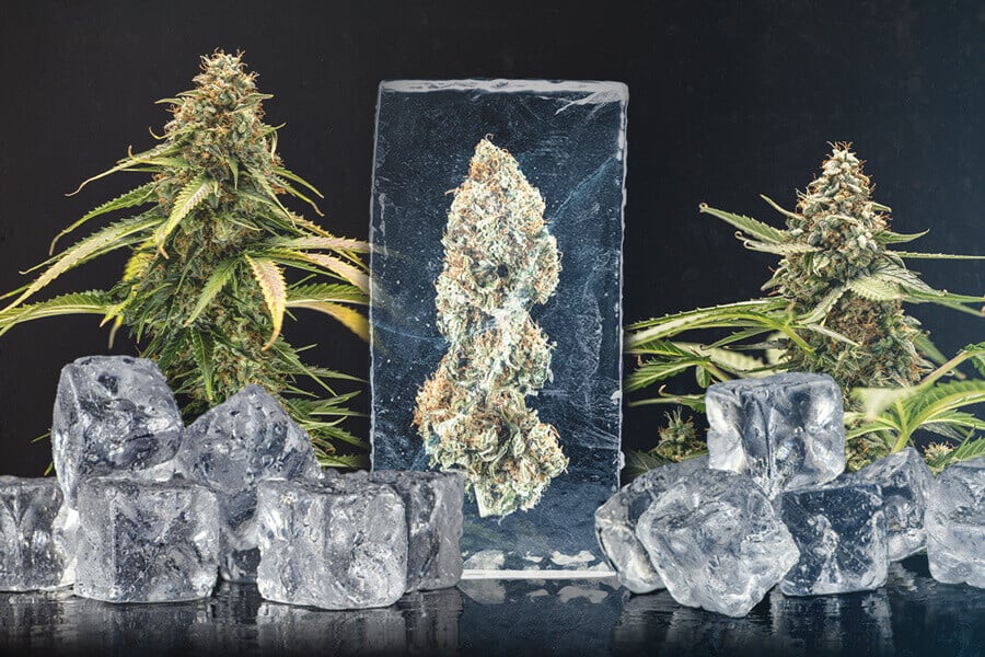 A Guide to Fresh Frozen Weed - RQS Blog