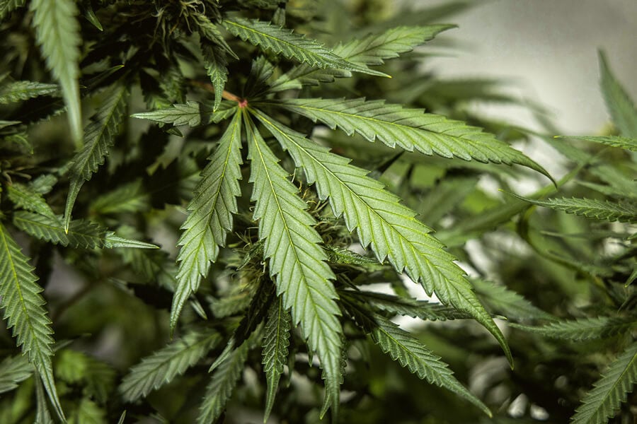 How Many Leaves Does a Marijuana Plant Have?