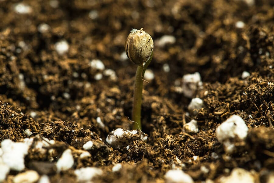 How to Germinate Old Cannabis Seeds