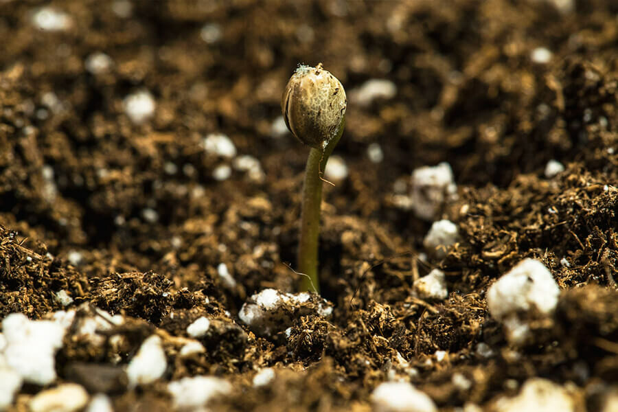 Learn How To Germinate Old Cannabis Seeds - Rqs Blog