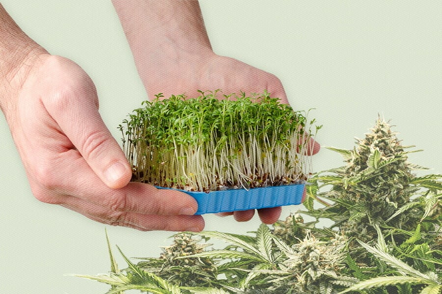 Cannabis Microgreens: What They Are and How to Grow Them