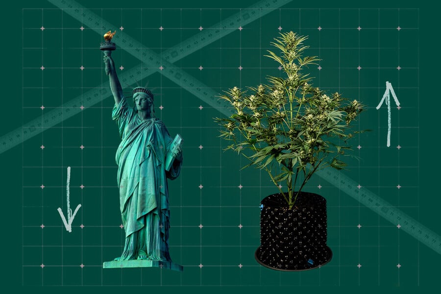 How Tall Do Weed Plants Grow?