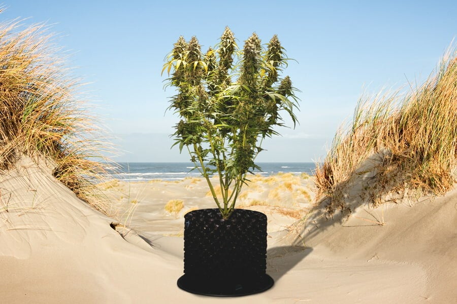 Growing Cannabis by the Sea: What You Need to Know