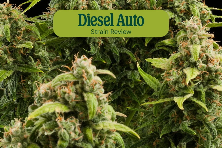 Diesel Auto Strain Review