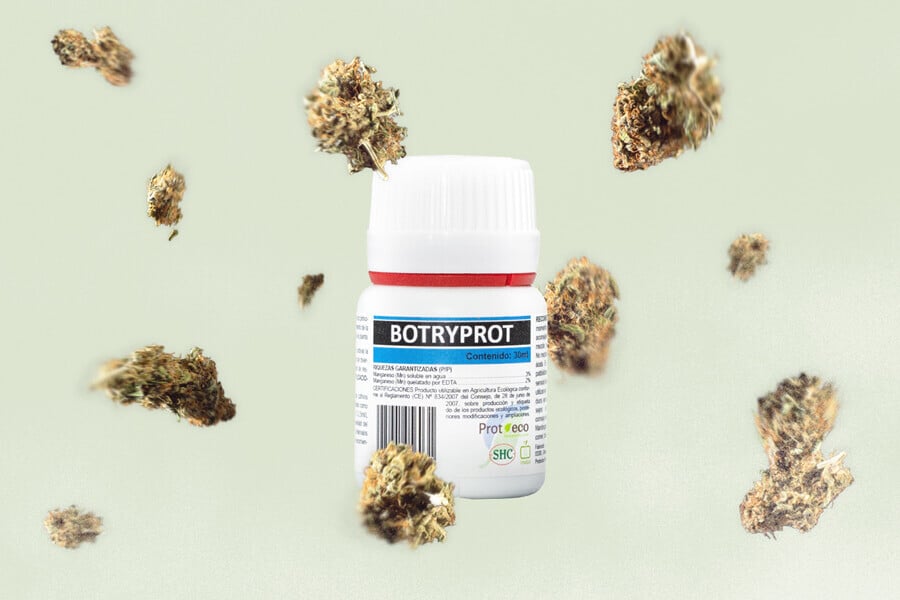 Botrytis (Bud Rot): How to Prevent This Cannabis Plant Pathogen