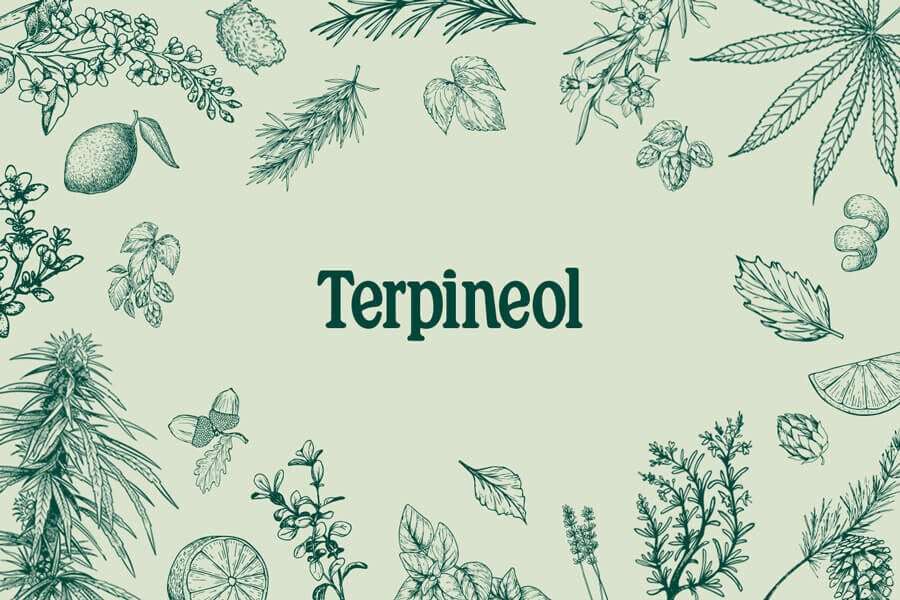 Terpineol: Get to Know This Mysterious Terpene