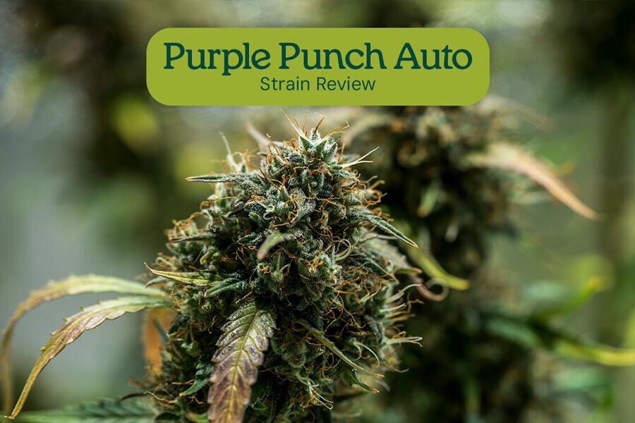 Purple Punch Auto Strain Review