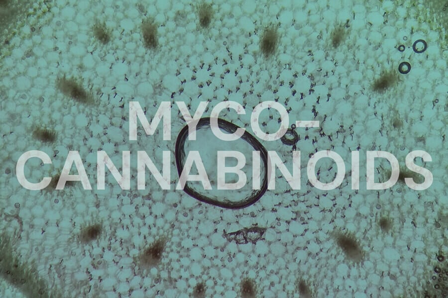 Mycocannabinoids: Can Mushrooms Target the Endocannabinoid System?