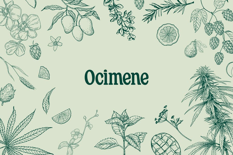 Ocimene: Flavours, Effects, and Research