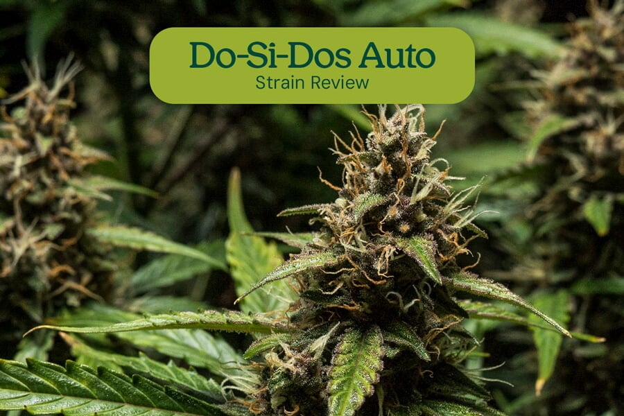 Do-Si-Dos Auto Strain Review