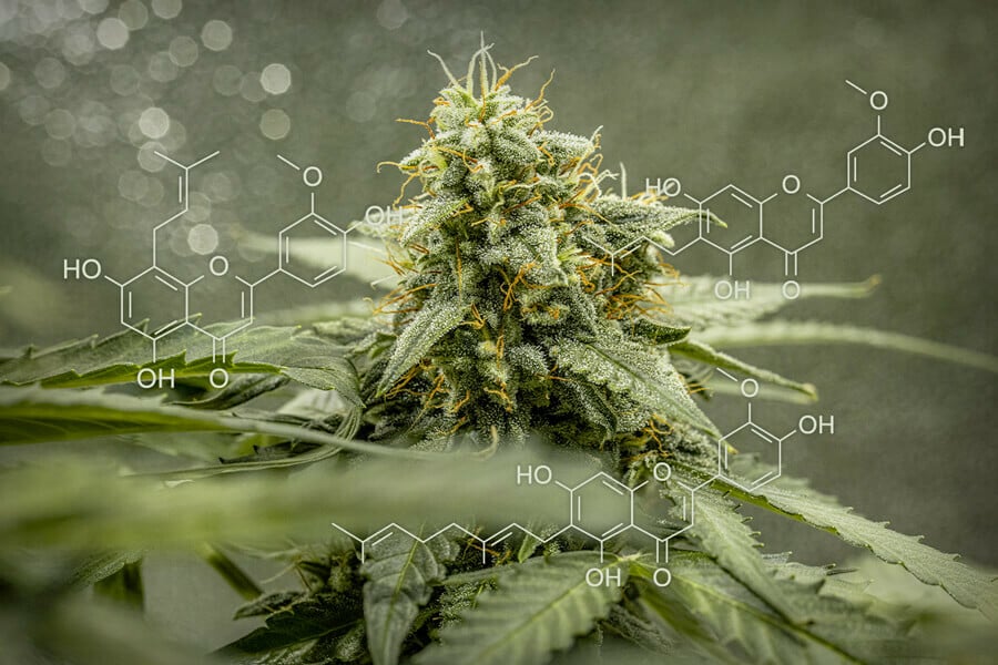 Cannflavins: Unique Flavonoids Found in Cannabis