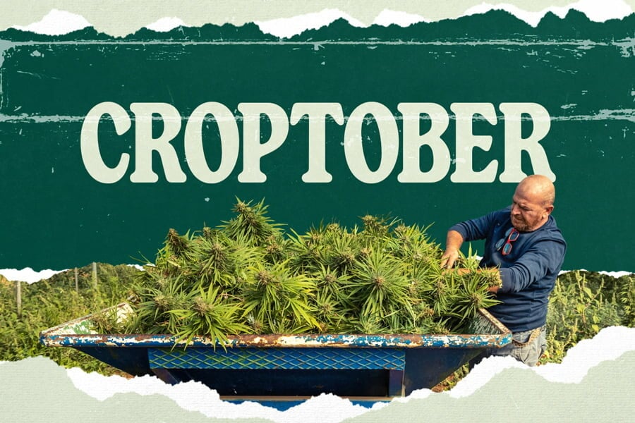 Croptober: Cannabis Harvest Is Approaching