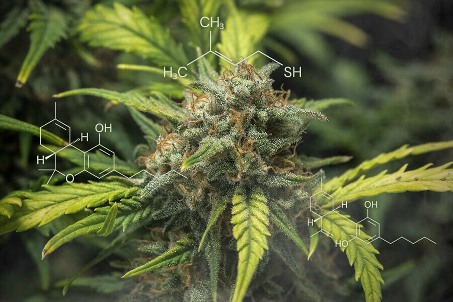 Cannabis Chemistry: Exploring Volatile Sulphur Compounds