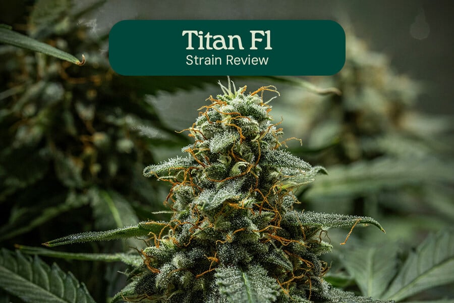 Titan F1 Hybrid Review