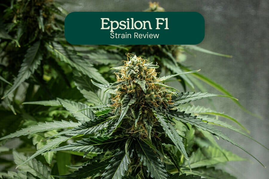 Epsilon F1 Hybrid Review