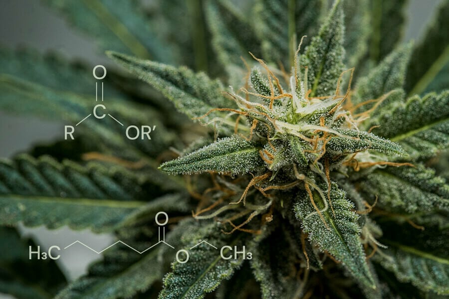 Esters in Cannabis: Unique Compounds Responsible for Weed's Fruity and Sweet Aromas