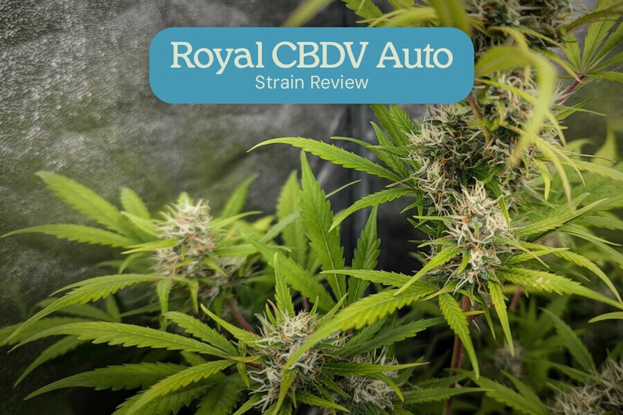 Royal CBDV Auto Review