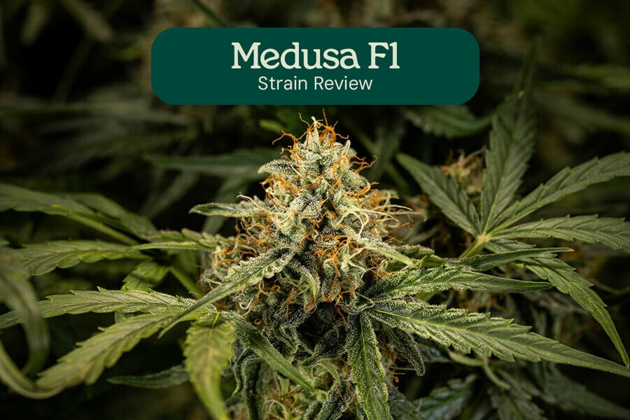 Medusa F1 Hybrid Review