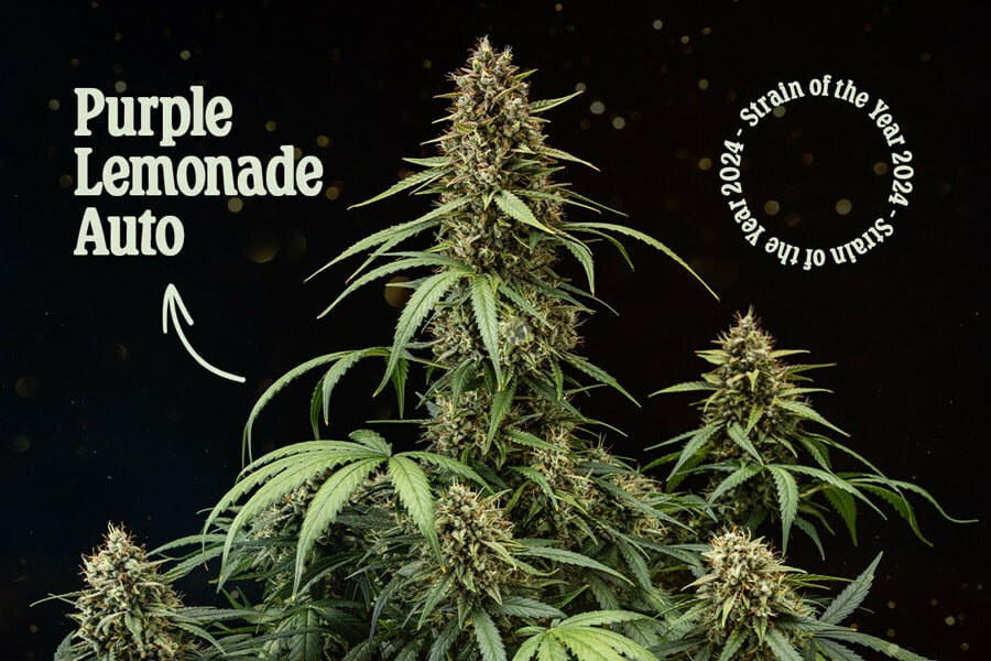 Purple Lemonade Auto: Royal Queen Seeds Strain of the Year 2024