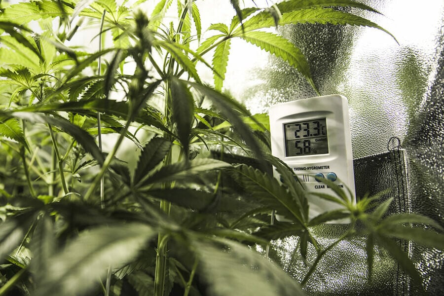 What Is the Ideal Grow Tent Temperature and Humidity?