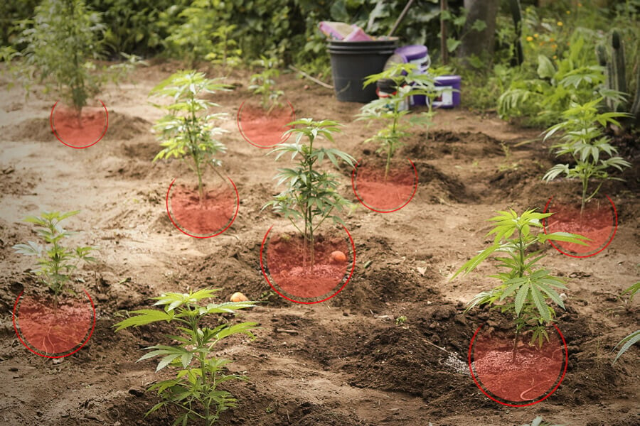 Phytoremediation: Can Cannabis Clean Our Contaminated Soils?