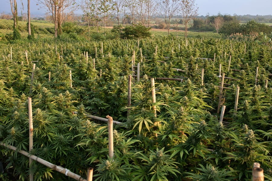 The Benefits of Biointensive Growing for Your Cannabis Garden