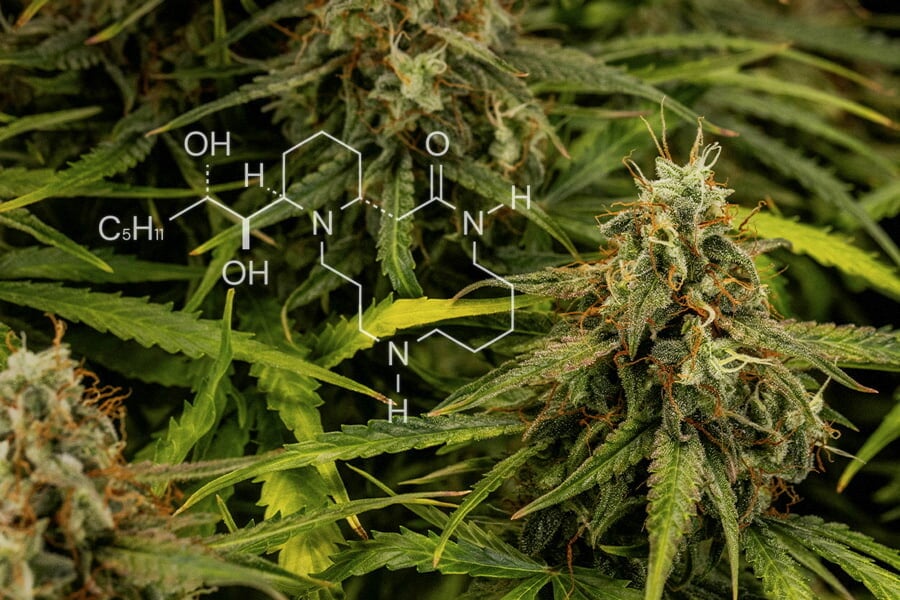 Cannabis Chemistry: All About Alkaloids