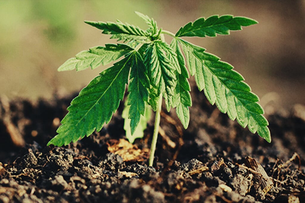 Dry Farming Cannabis: A Guide to Sustainable Water-Saving Cultivation