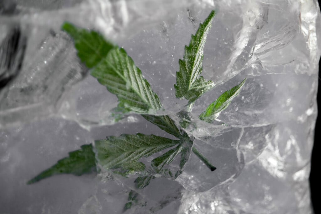 Cryogenic Extraction: A Cool Form of Cannabis Processing