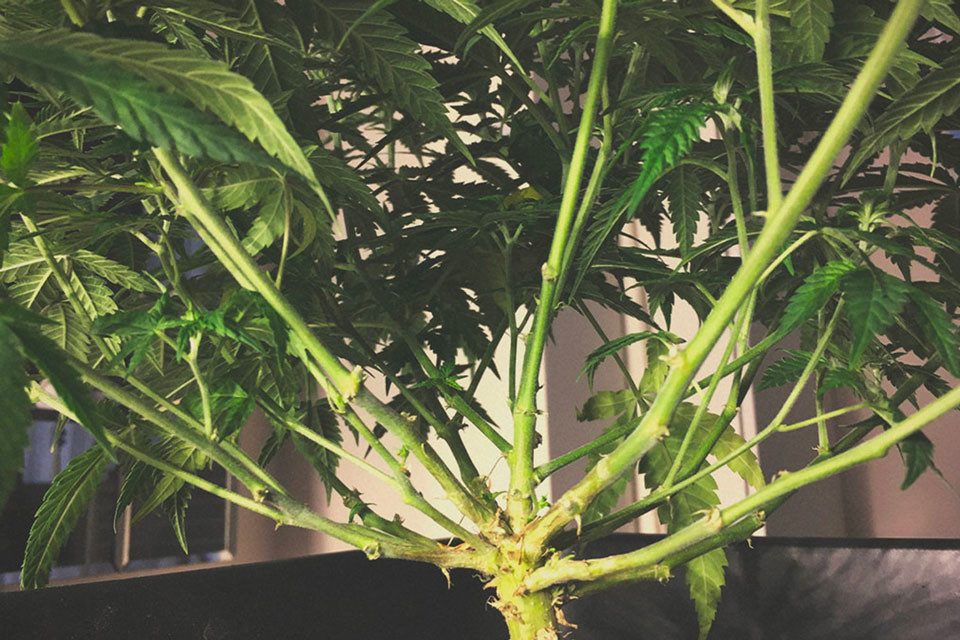 Use Compost Tea To Nourish Your Cannabis Plants - RQS Blog