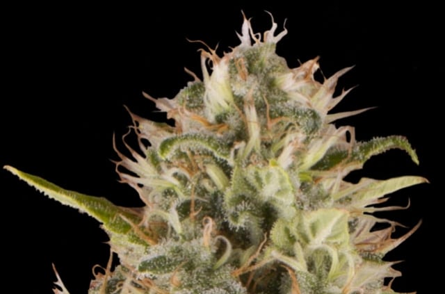 Royal Moby Feminized Cannabis Seeds - RQS Blog