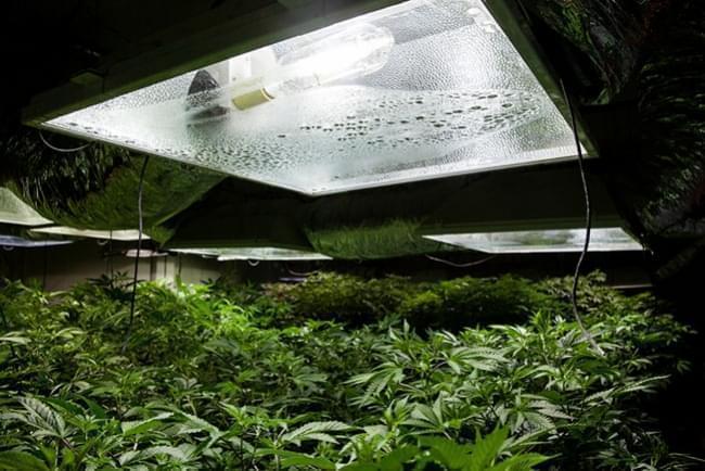 Indoor Cannabis Growing Relative Humidity And Temperatures