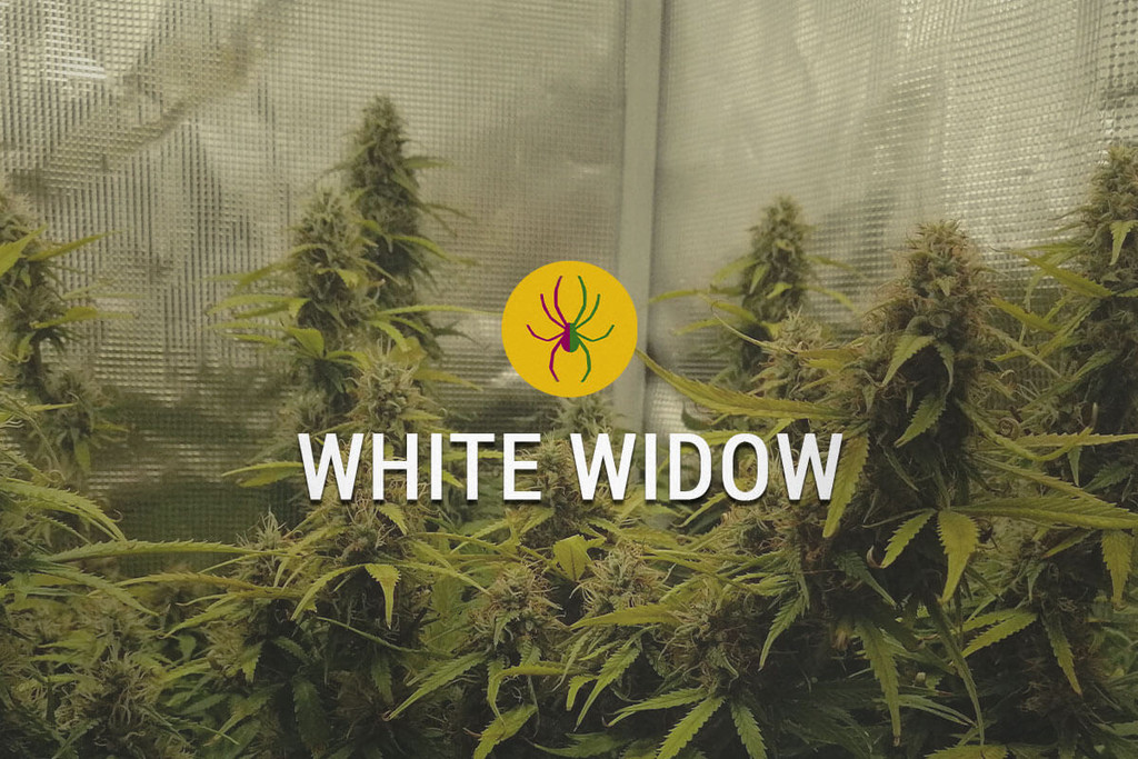 Notre-Dame - Legacy Line regular cannabis seeds - White widow x Pow
