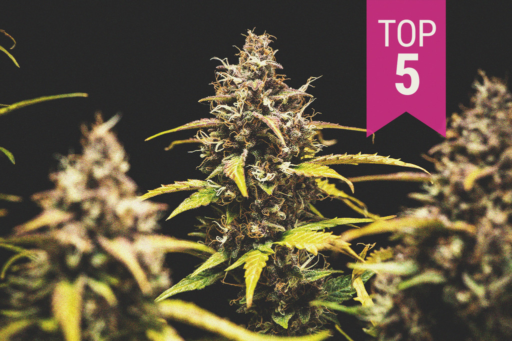 Top 5 Best Cannabis Strains For Growing Indoors 2019 Update