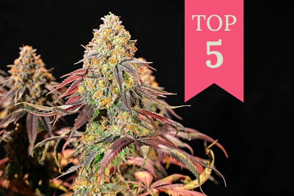 Top 5 Indoor Cannabis Strains of 2025