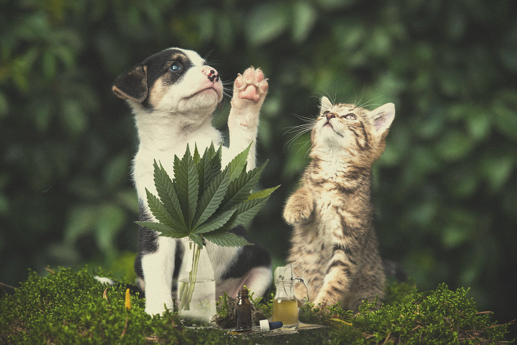 cat weed