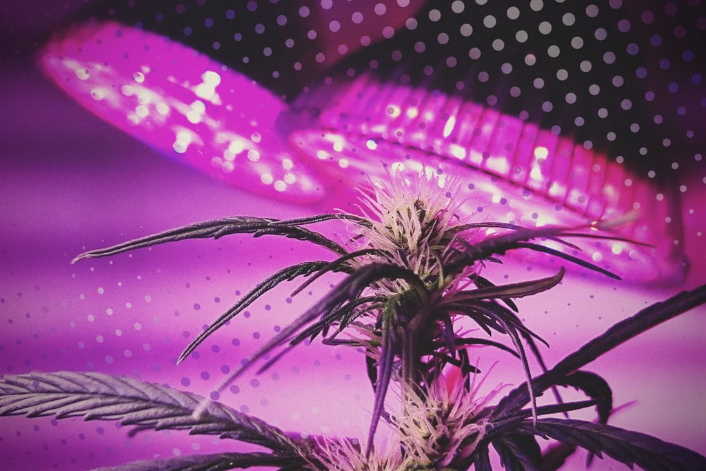 Make the Most of Your LEDs: 5 Tips for Cannabis LED Growing - RQS Blog