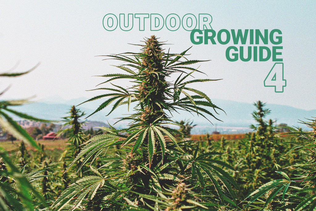 Helpful Gadgets To Grow Cannabis - RQS Blog