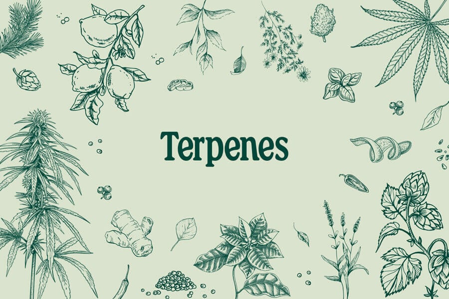 Cannabis Terpenes: How They Work and Their Effects