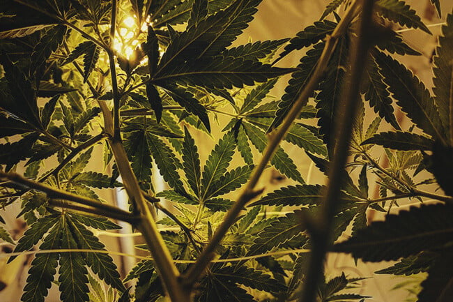 Lumière UV et culture du cannabis- Alchimia Grow Shop