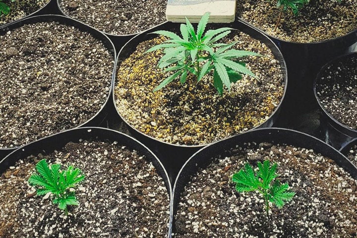 How to Get Clones from Your Cannabis Plants