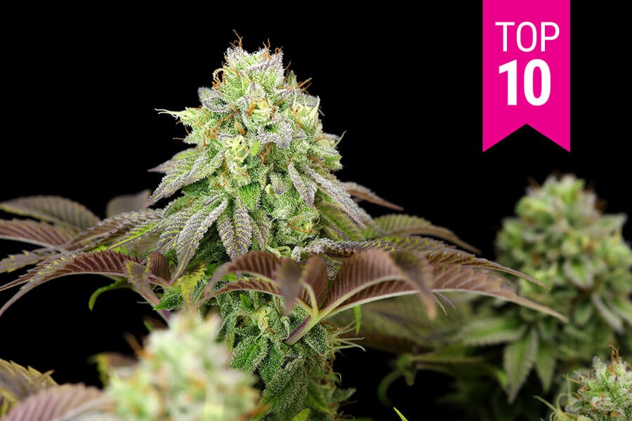 ▷ Top 10 Mejores semillas de Marihuana 2023