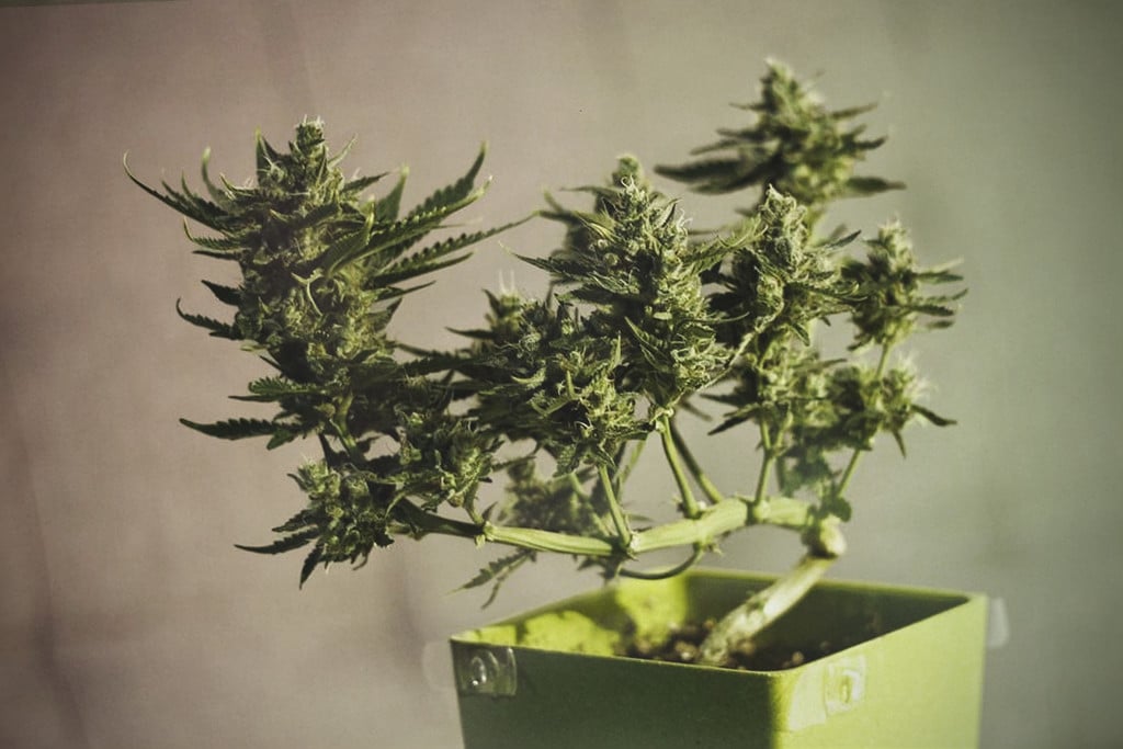 Cannabonsai: How to Grow a Cannabis Bonsai Tree - WeedSeedShop