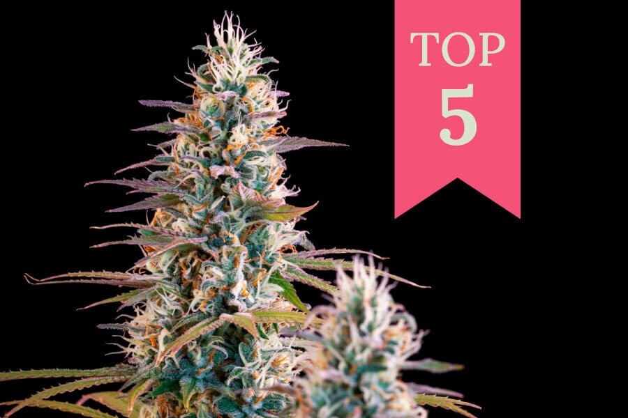 Top 5 Christmas Weed Strains 2024