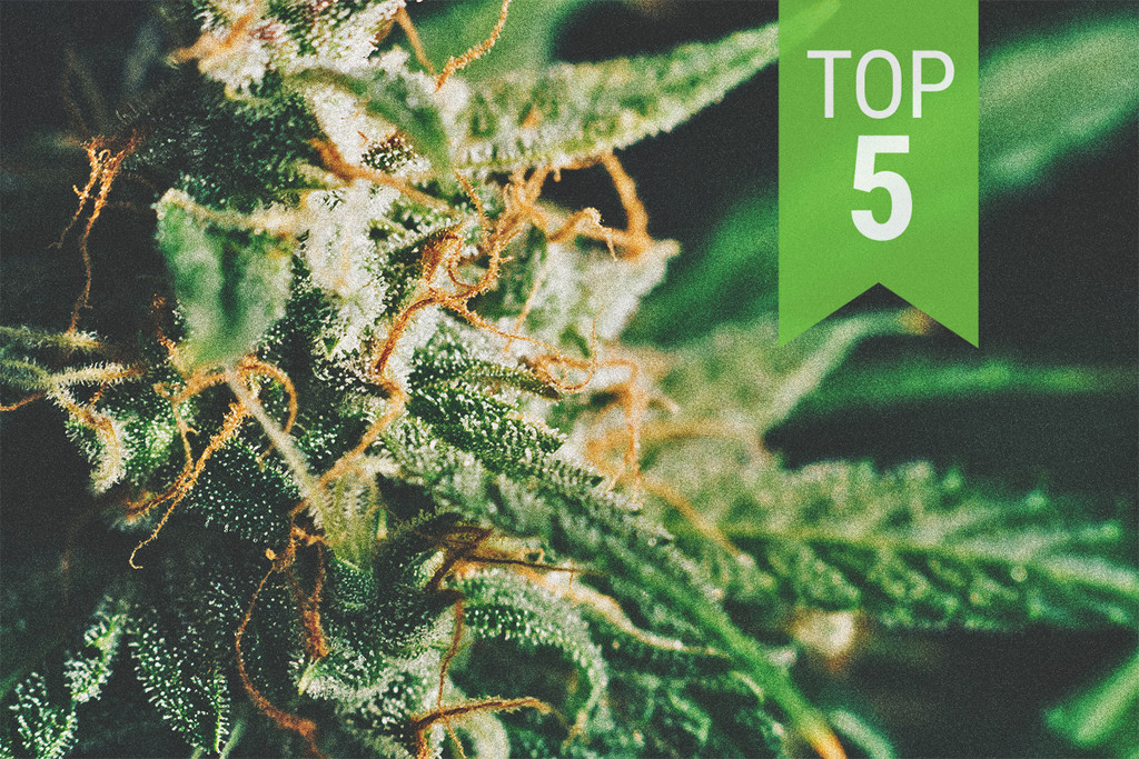 Top 5 Low THC Strains - RQS Blog