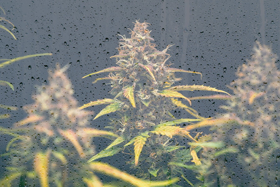 Hot Tips For Growing Marijuana In Cold Weather Rqs Blog