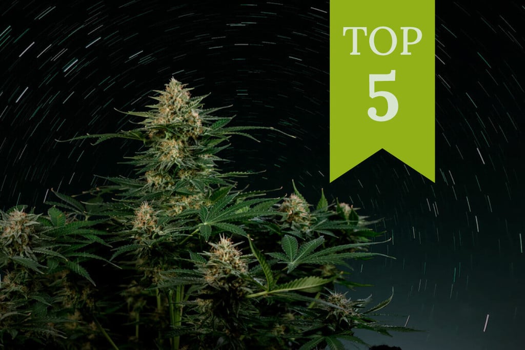 Top 5 High-THC Autos of 2025