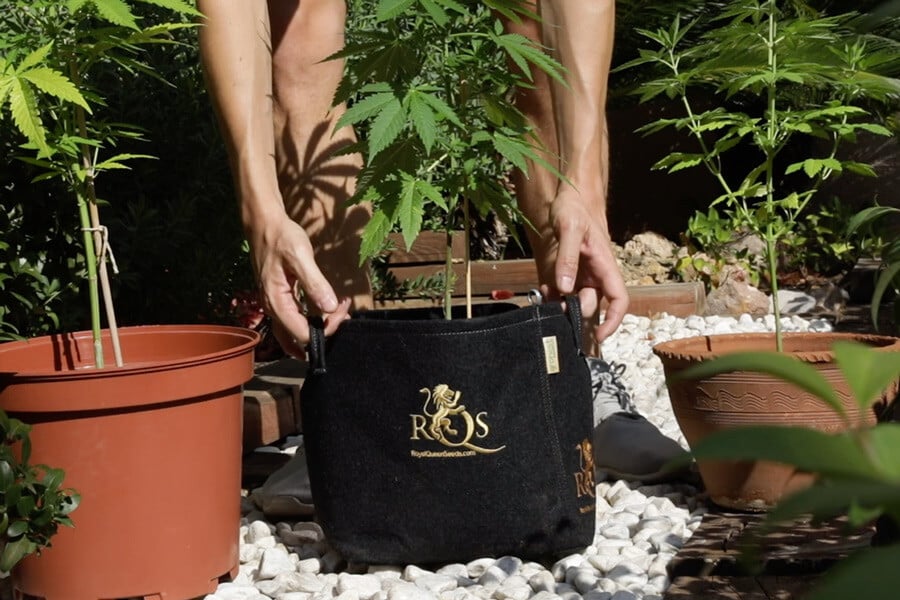 Types of containers for growing autoflowering cannabis