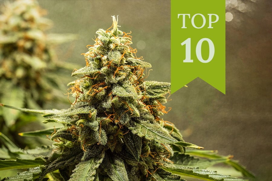 Top 10 Best Autoflowers Weed Strains of 2025